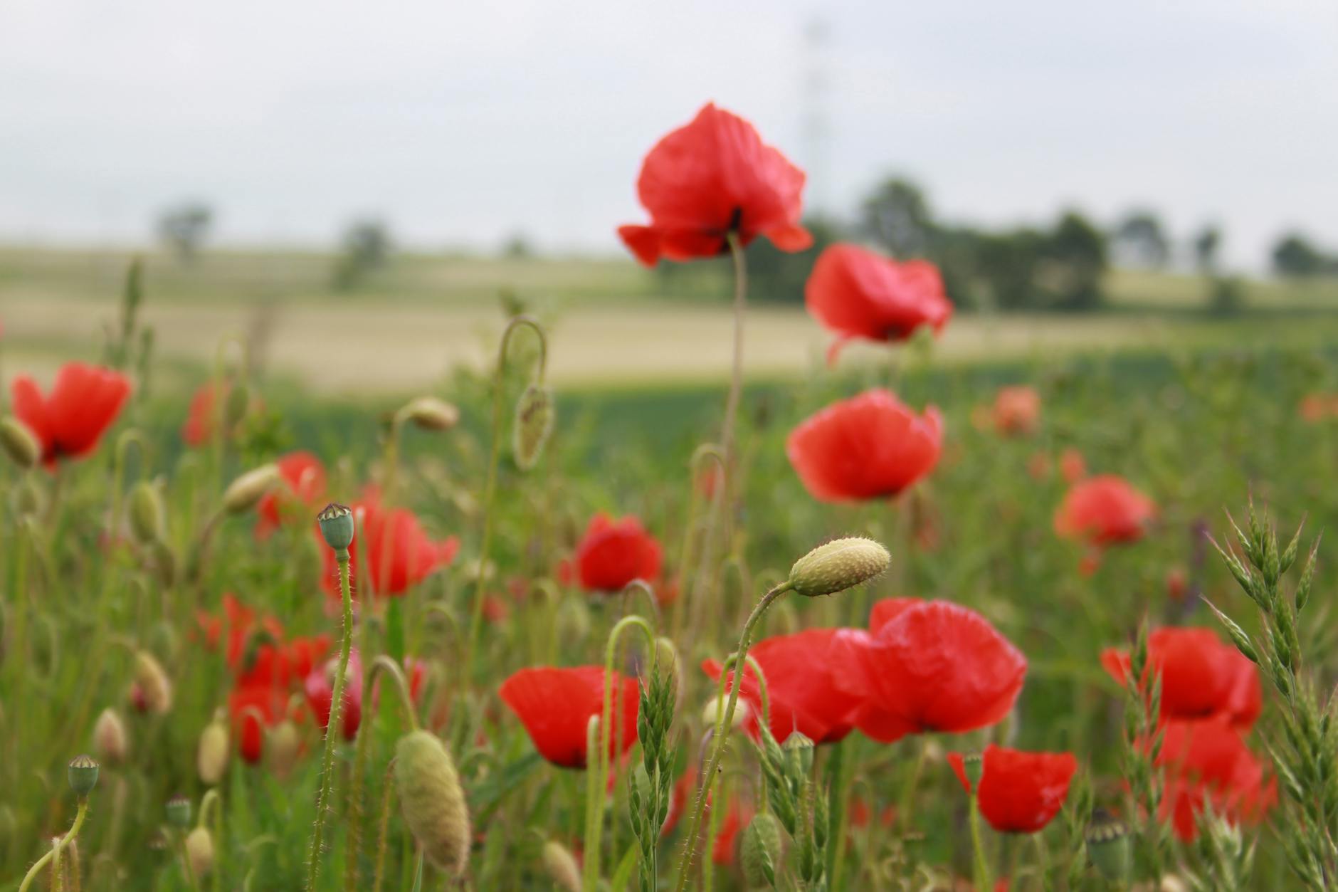 Piękne, białe i różowe kwiaty kasztanowca w pełnym rozkwicie na tle zieleni w Imielinie.